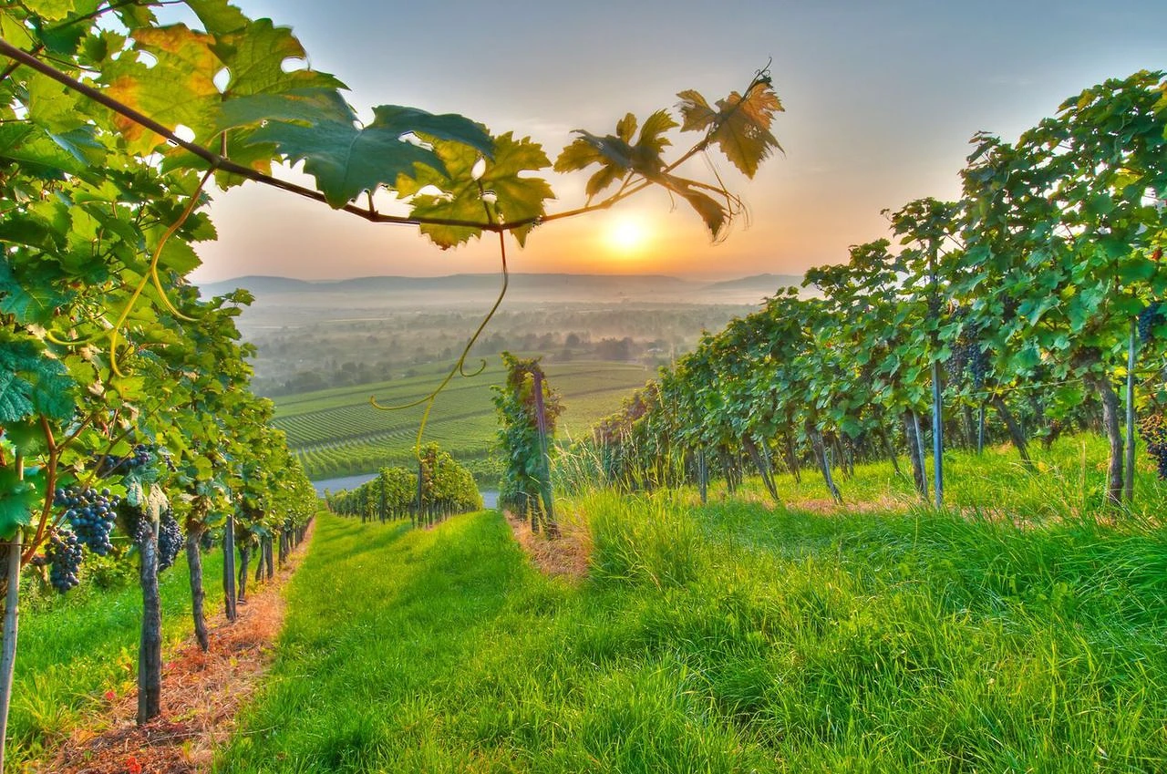 Sonnenlicht in den Weinbergen der Pfalz
